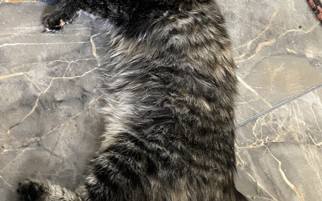 Gala – wanted to come along