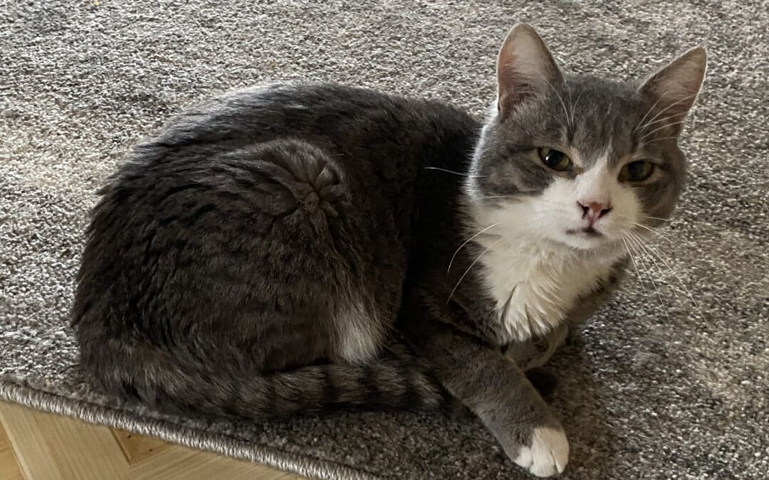 Kucki – from the old village