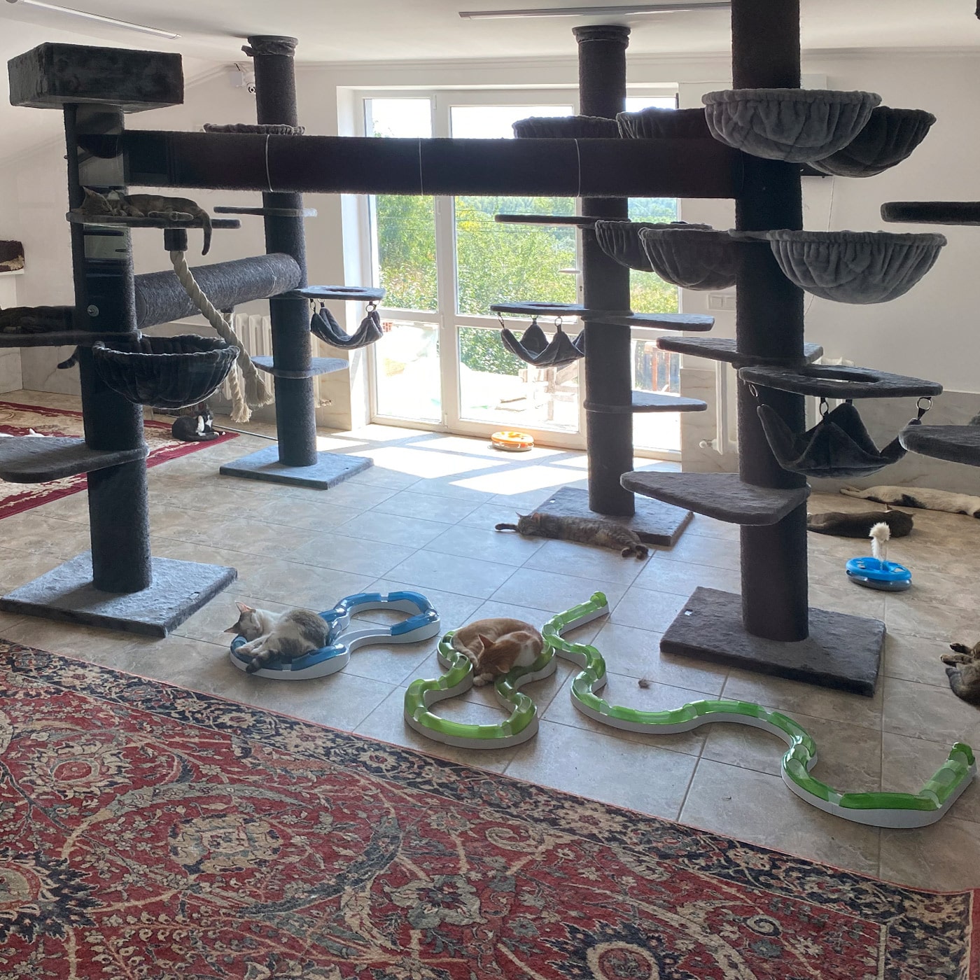 CatSalvaCura - Innenansicht