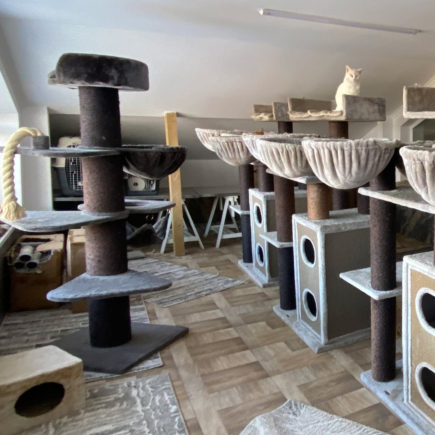 CatSalvaCura - Innenansicht