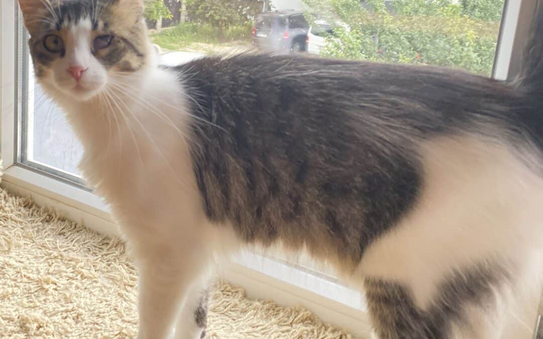 Puffychika – With the winking eye